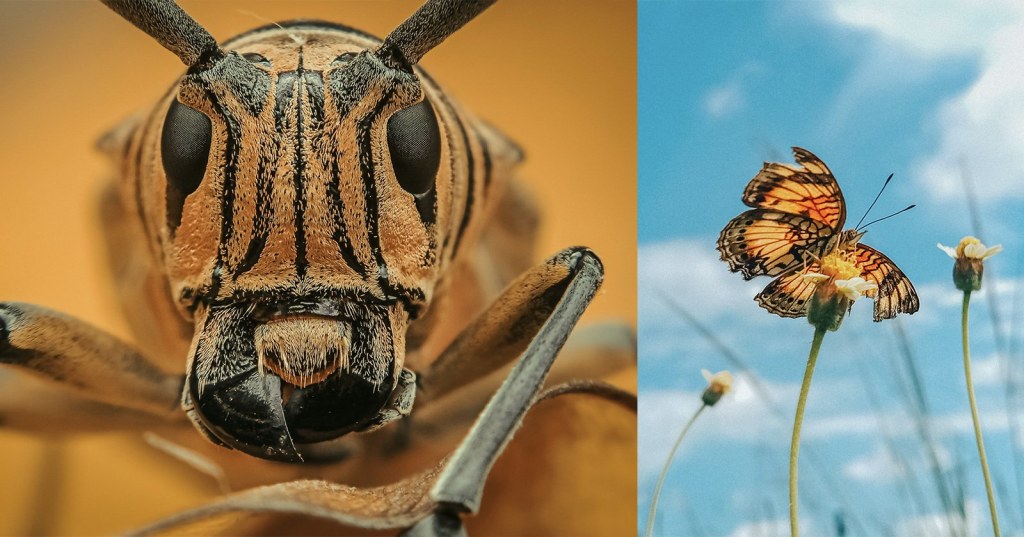 Picture of: Photographer Uses a Smartphone To Capture Striking Insect Macro
